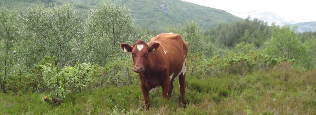 Ku på beite